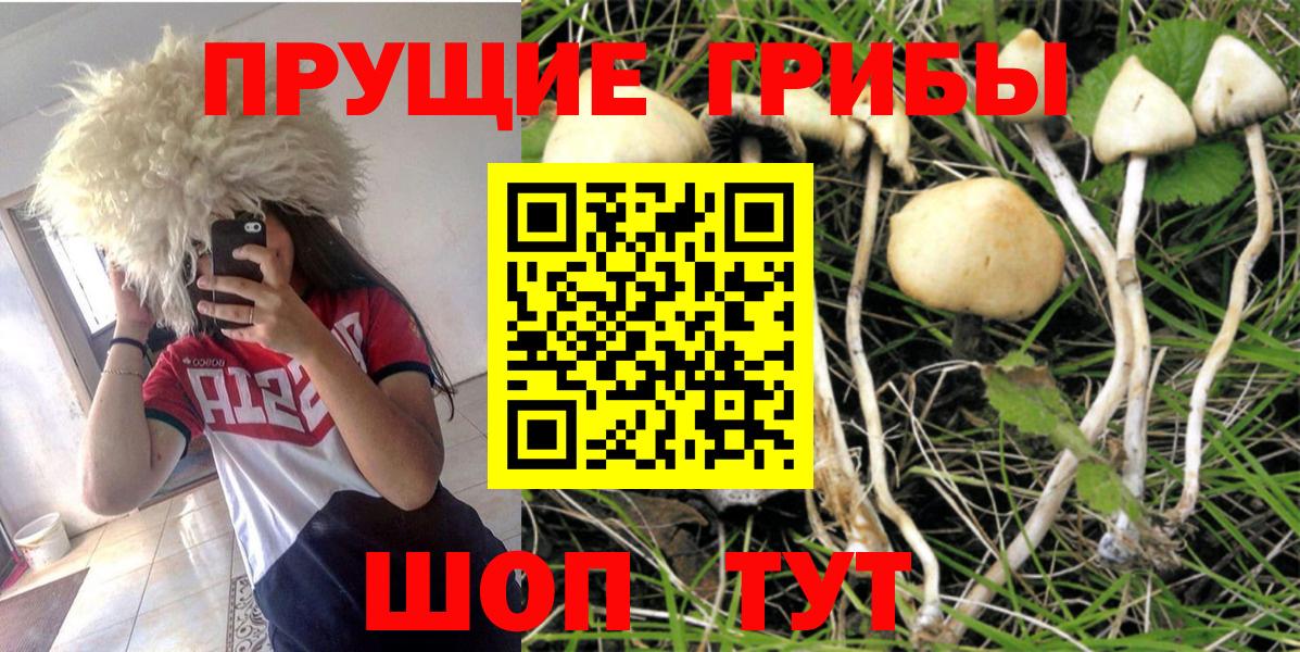 Псилоцибиновые грибы прущие грибы Печора